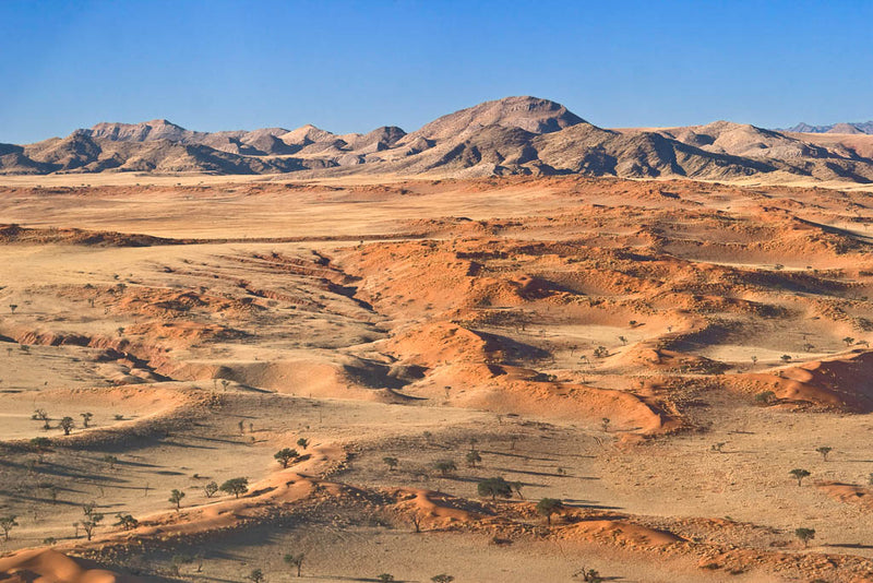 Bizarre Desert Plants of Namibia