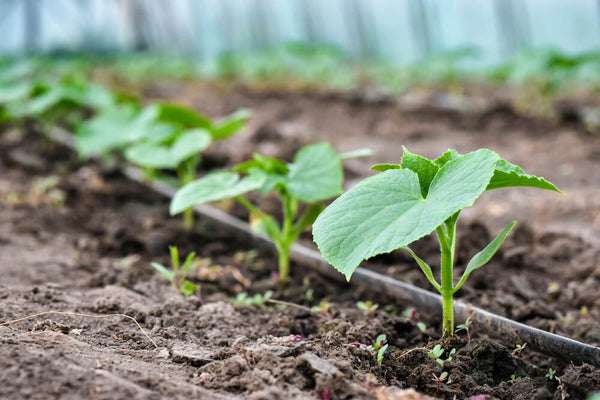 Drip Irrigation